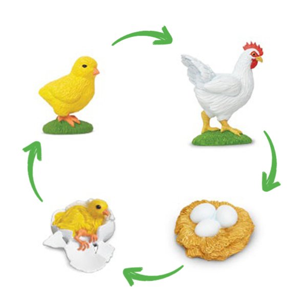Life Cycle Model "Chicken", 4 pcs.