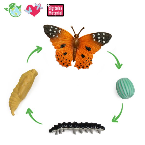 Life Cycle Model "Painted Lady", 4 pcs.