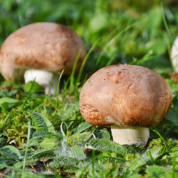 Cultivation Set "Brown Mushrooms"