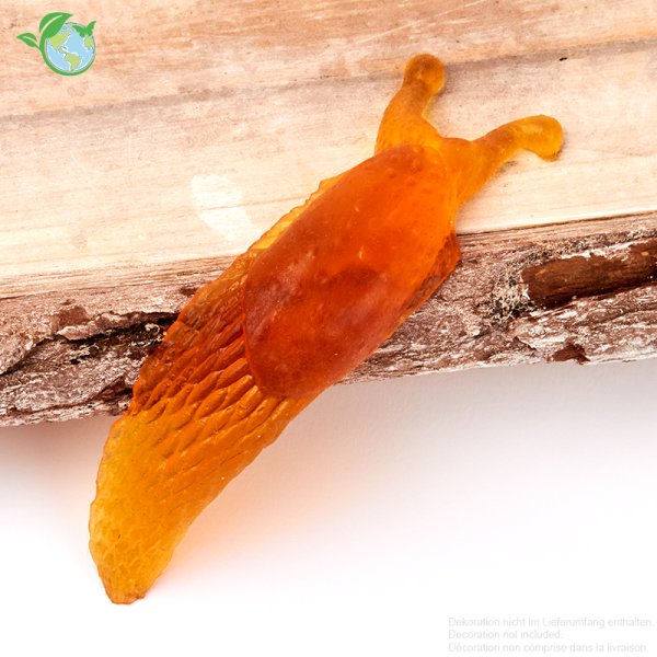 Modell "Nacktschnecke", 13x3x1,5 cm
