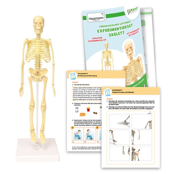 Experiment Set "Skeleton", 17 pcs.