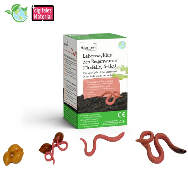 Life Cycle Model "Earthworm", 4 pcs.