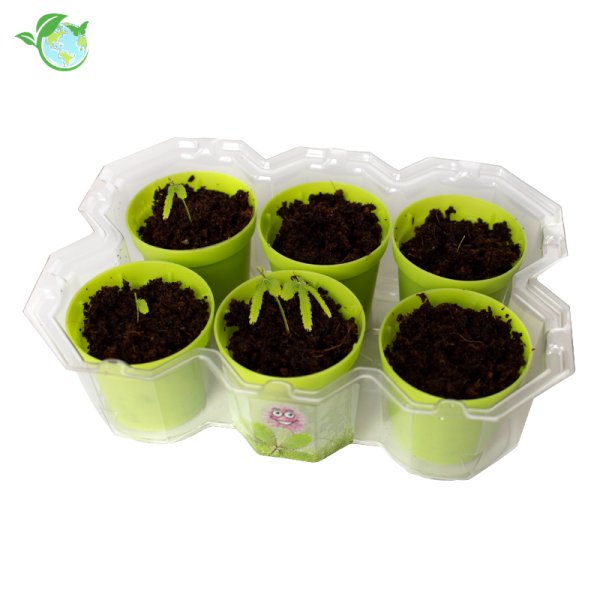 Breeding set "Mimosa garden", 18 pcs