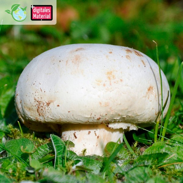 Cultivation Set "White Mushrooms"