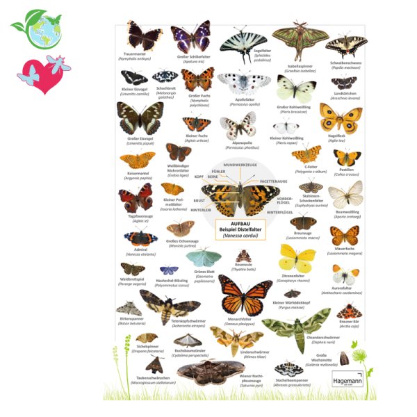 Identification Table A5 "Butterflies"
