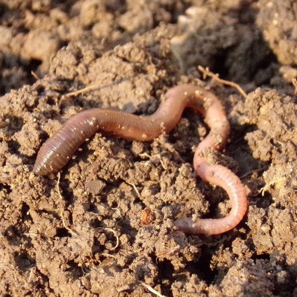 Earthworms, x10-15