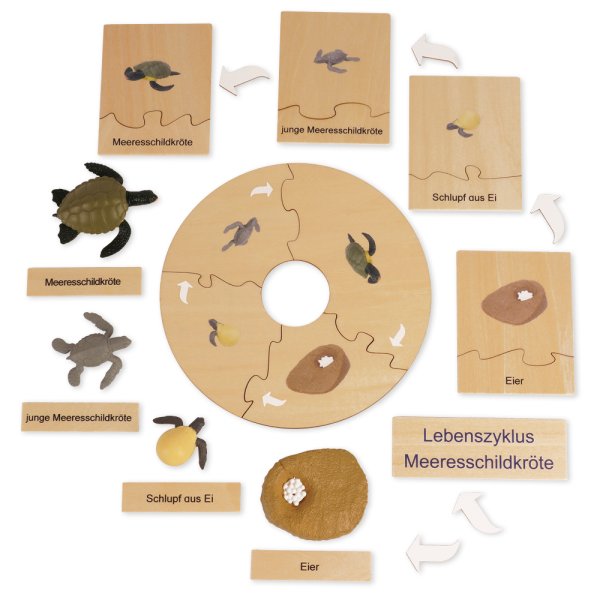 TimeTEX Life Cycle of a Sea Turtle, in wooden box, German "Montessori Premium"
