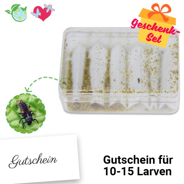 Gift Voucher Ladybird Larva