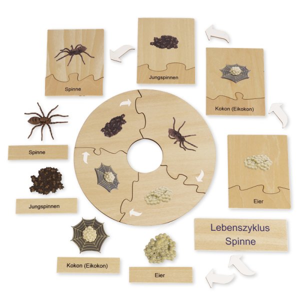 TimeTEX Life Cycle of a Spider, in wooden box, German "Montessori Premium"