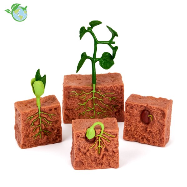 Life Cycle Model "Bean Plant", 4 pcs.