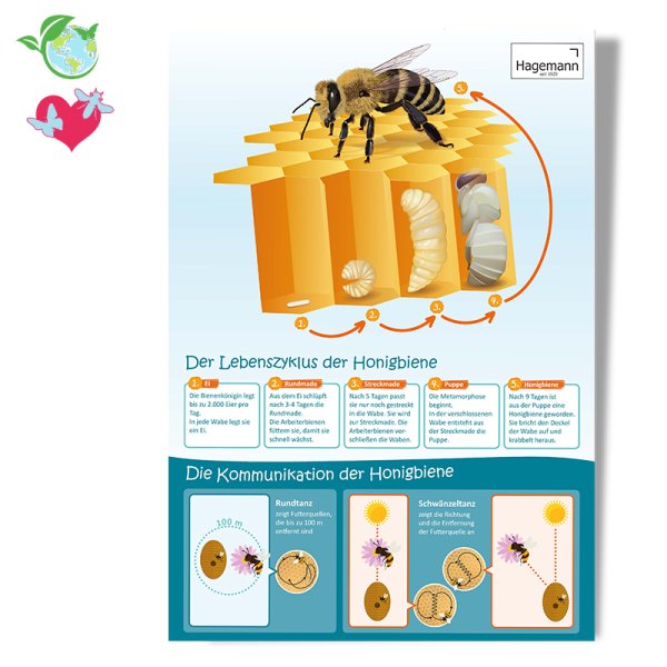 Poster A2 "Life Cycle and Communication of the Honey Bee"