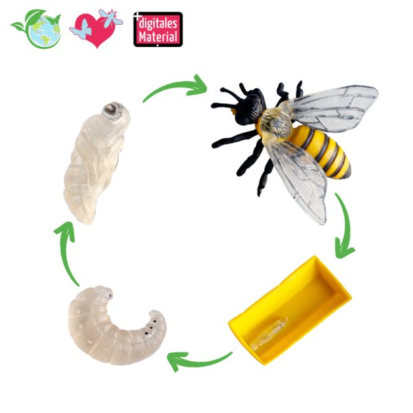 Life Cycle Model "Honey Bee", 4 pcs.