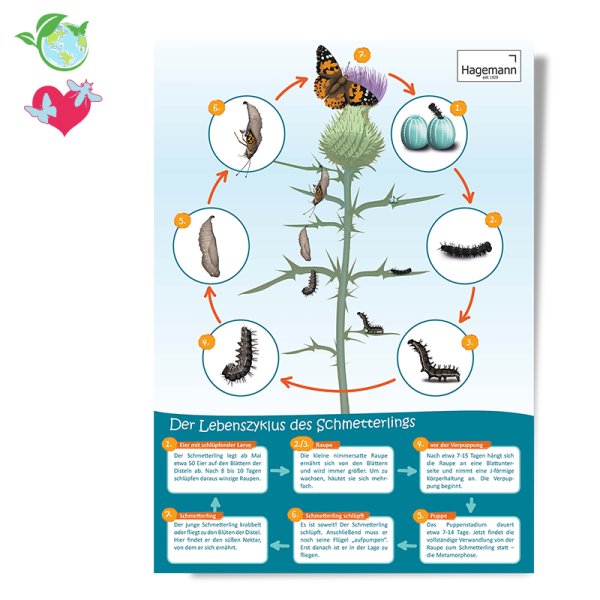 Poster A2 "Life Cycle Butterfly"
